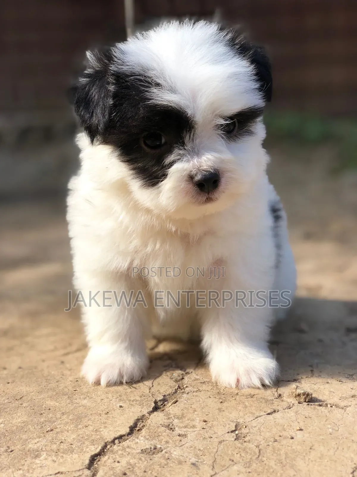 1-3 months Female Purebred Havanese