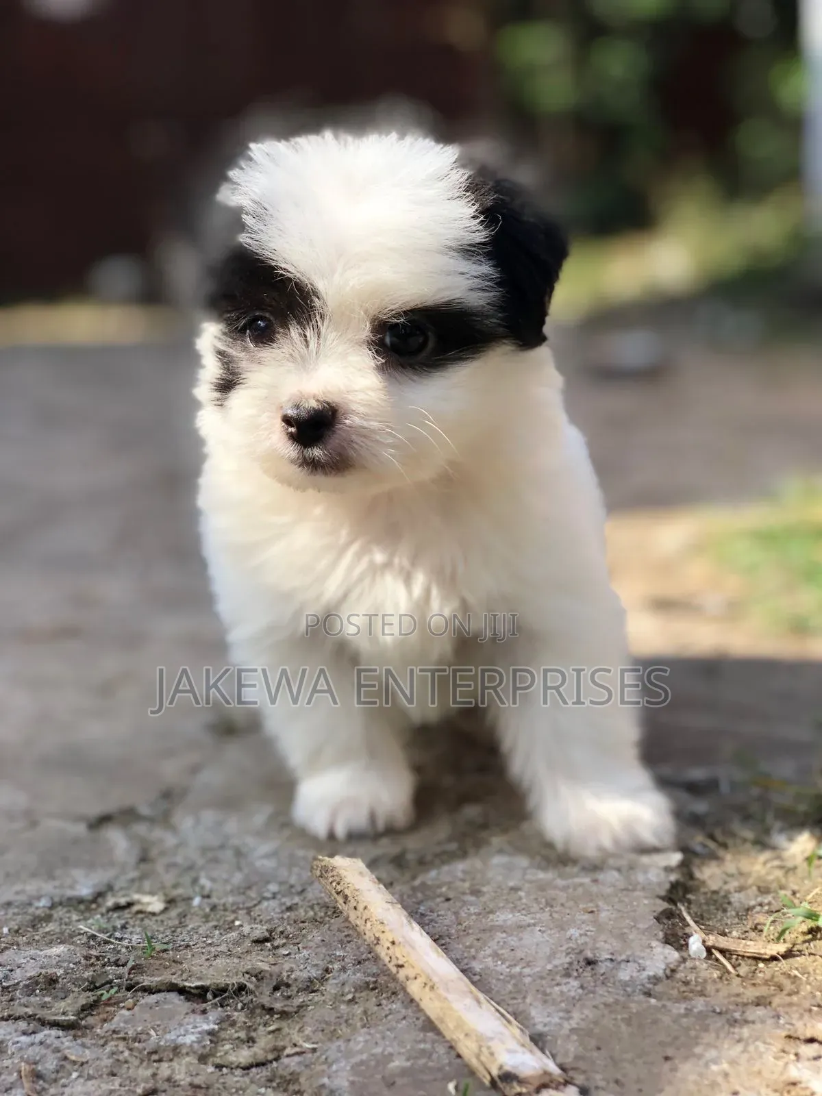 1-3 months Female Purebred Havanese