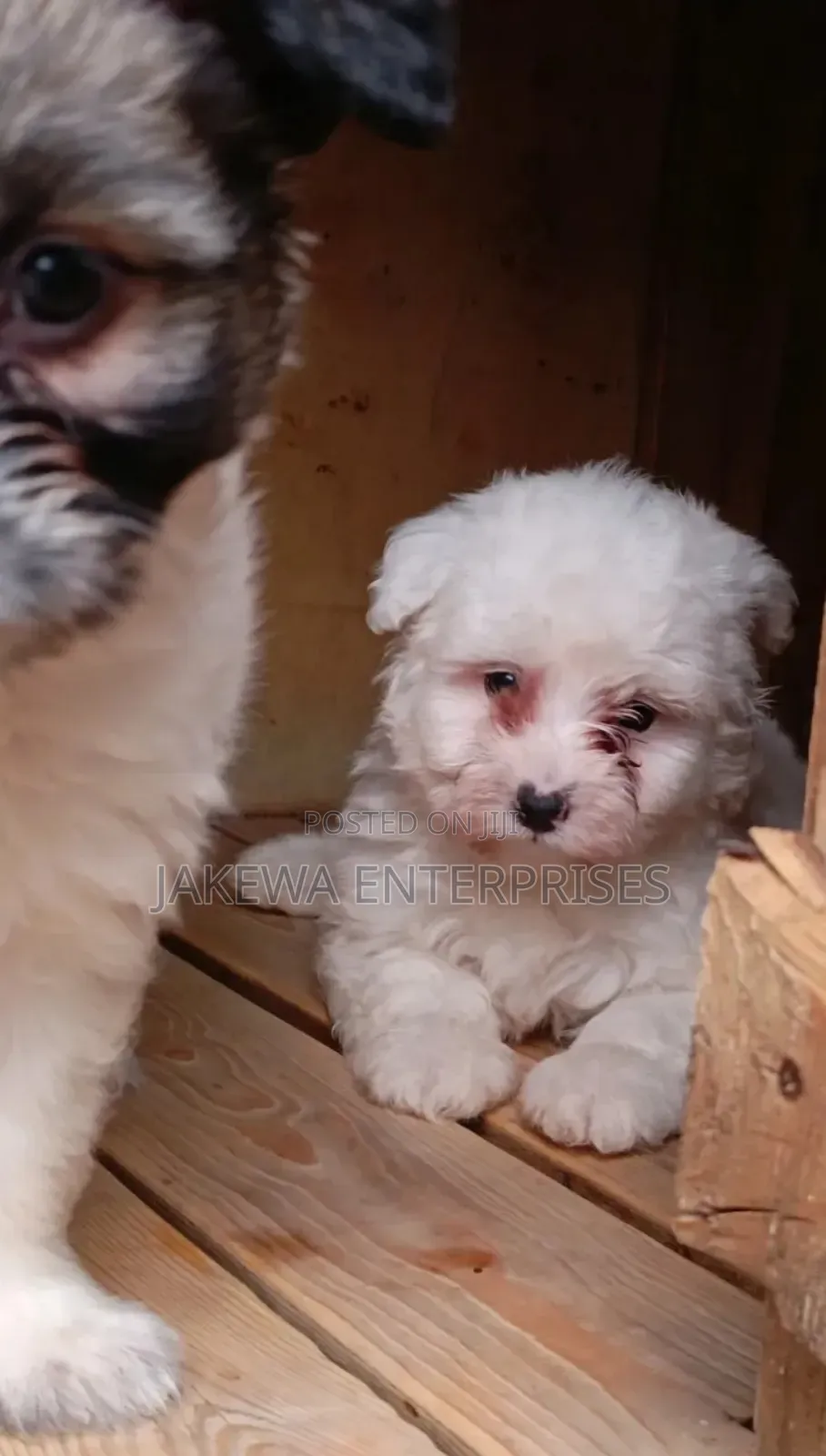 1-3 months Male Purebred Havanese