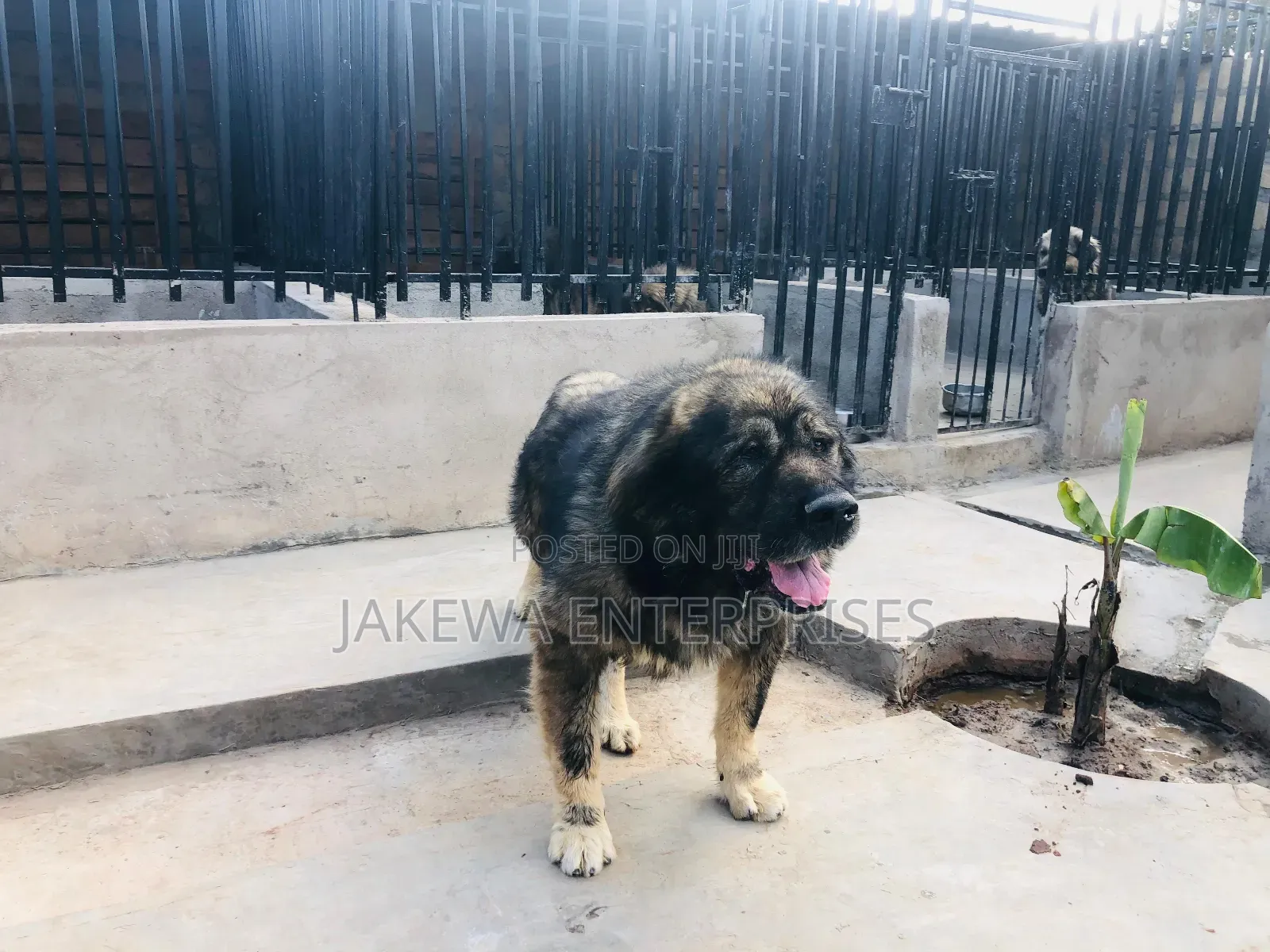 1+ year Male Purebred Caucasian Shepherd