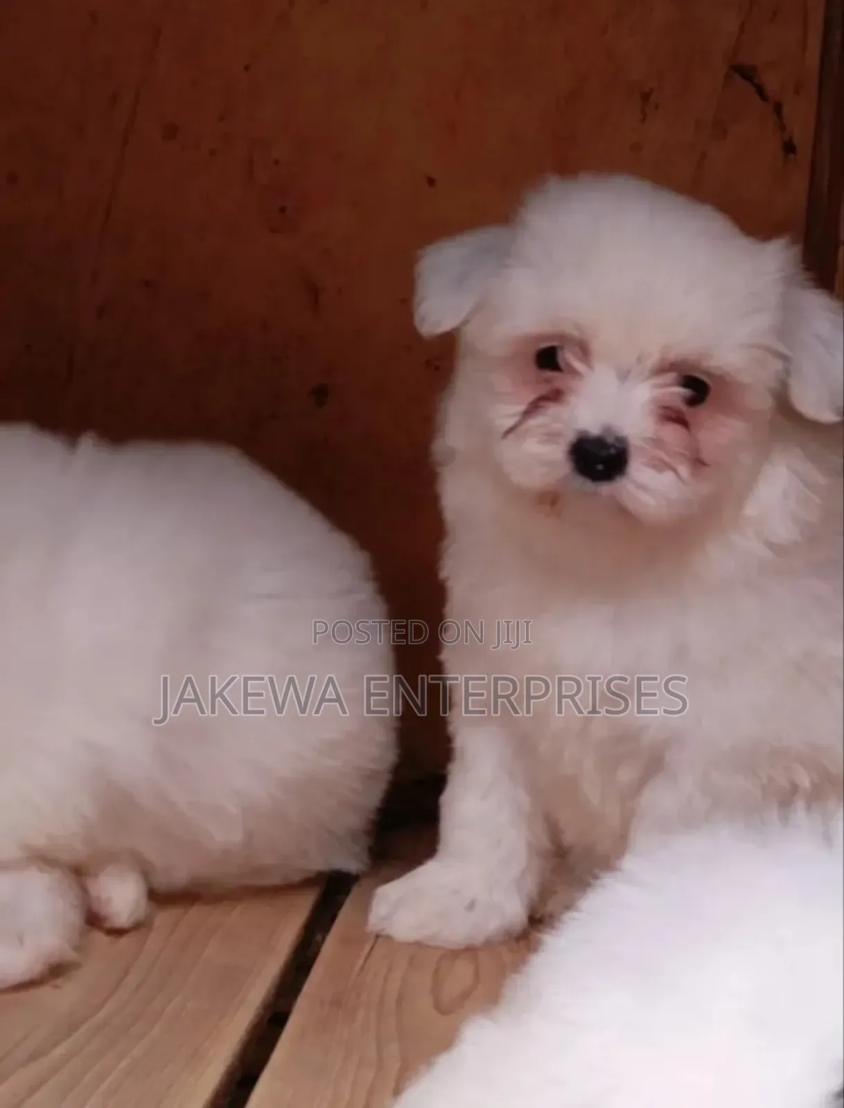 1-3 months Female Purebred Havanese