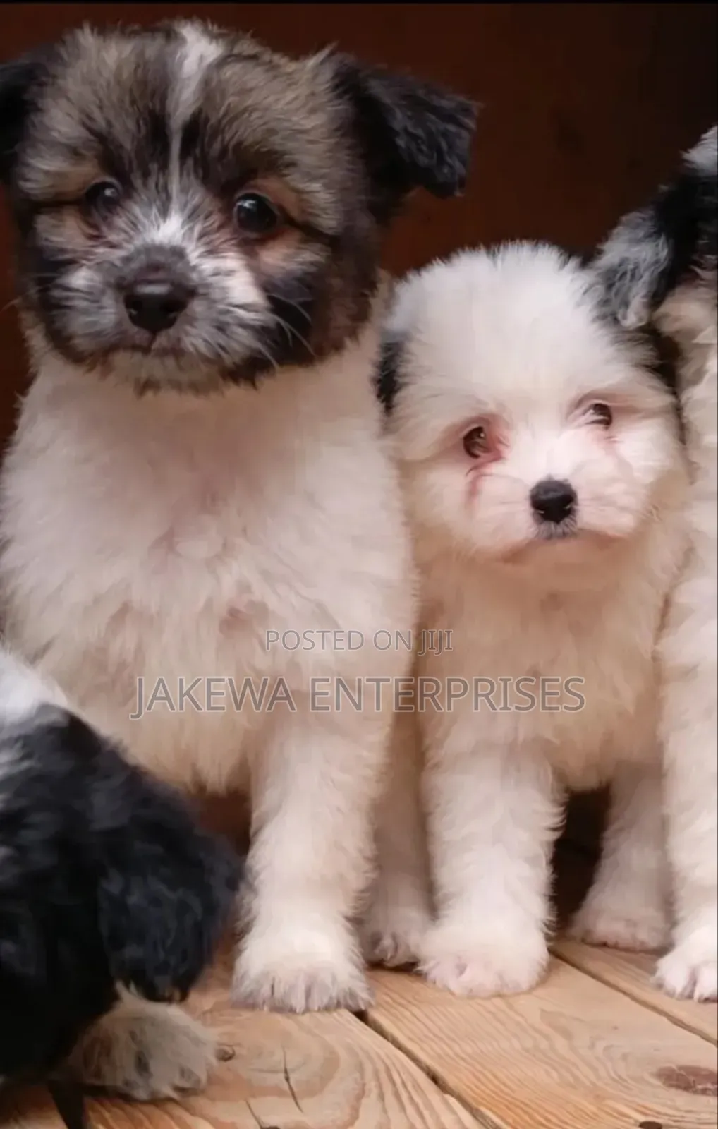 1-3 months Male Purebred Havanese