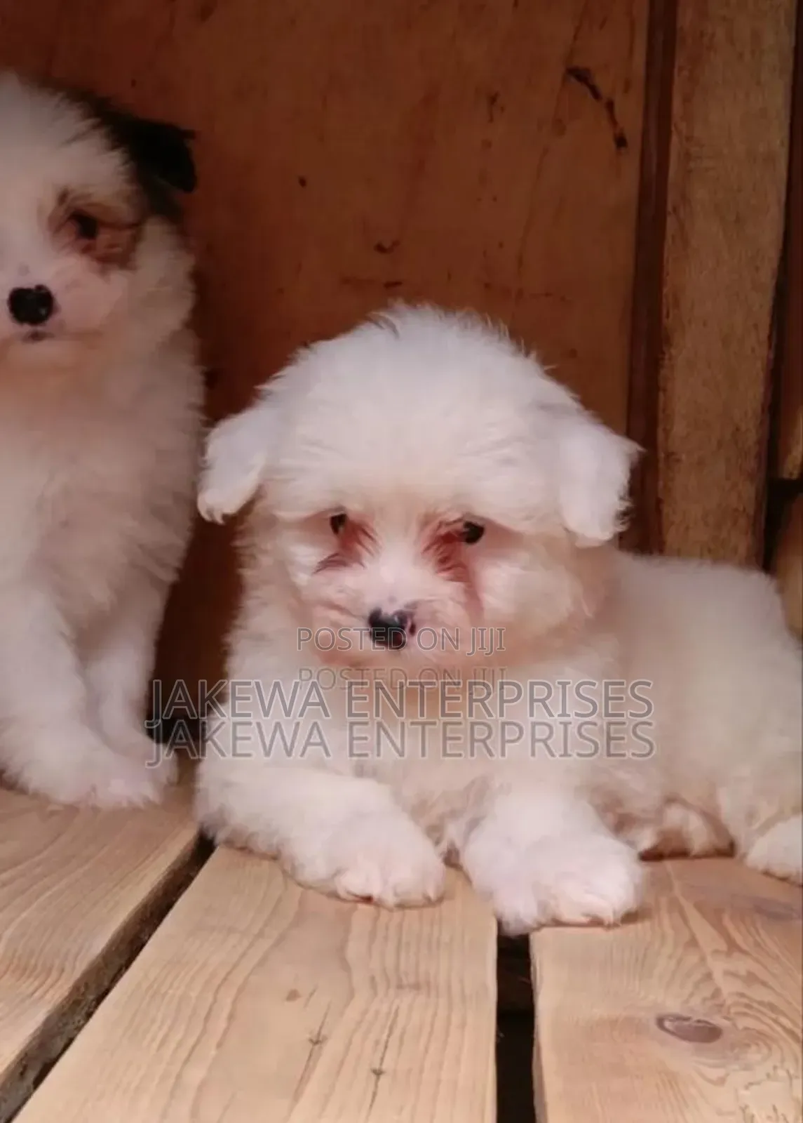 1-3 months Male Purebred Havanese