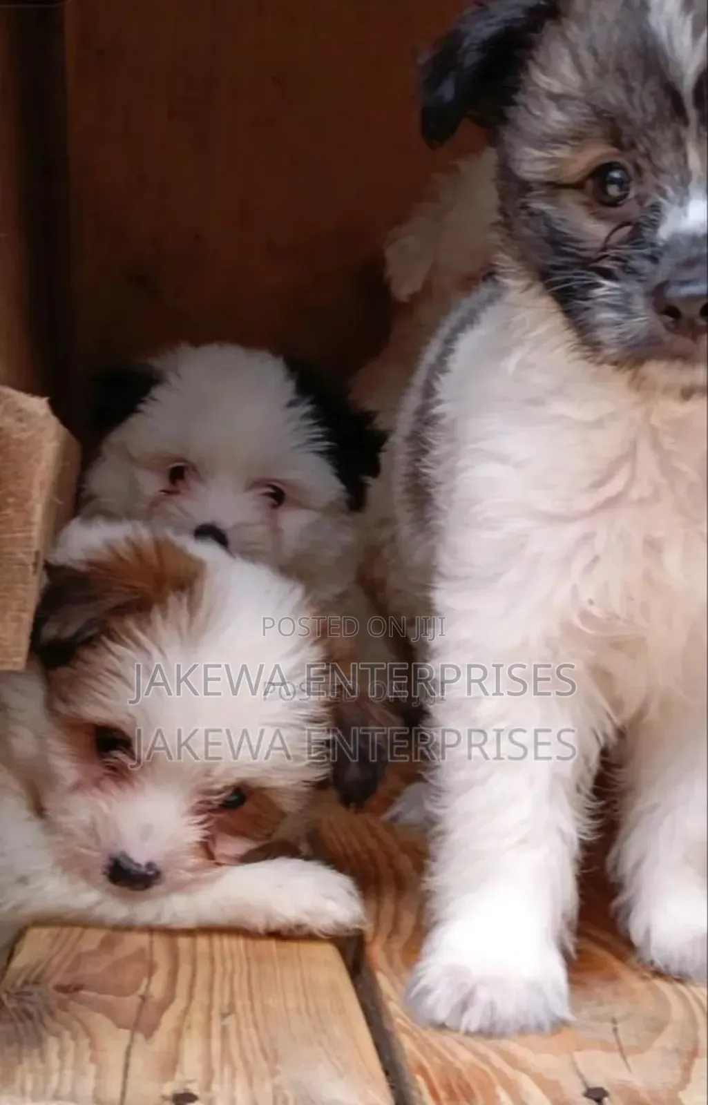 1-3 months Male Purebred Havanese
