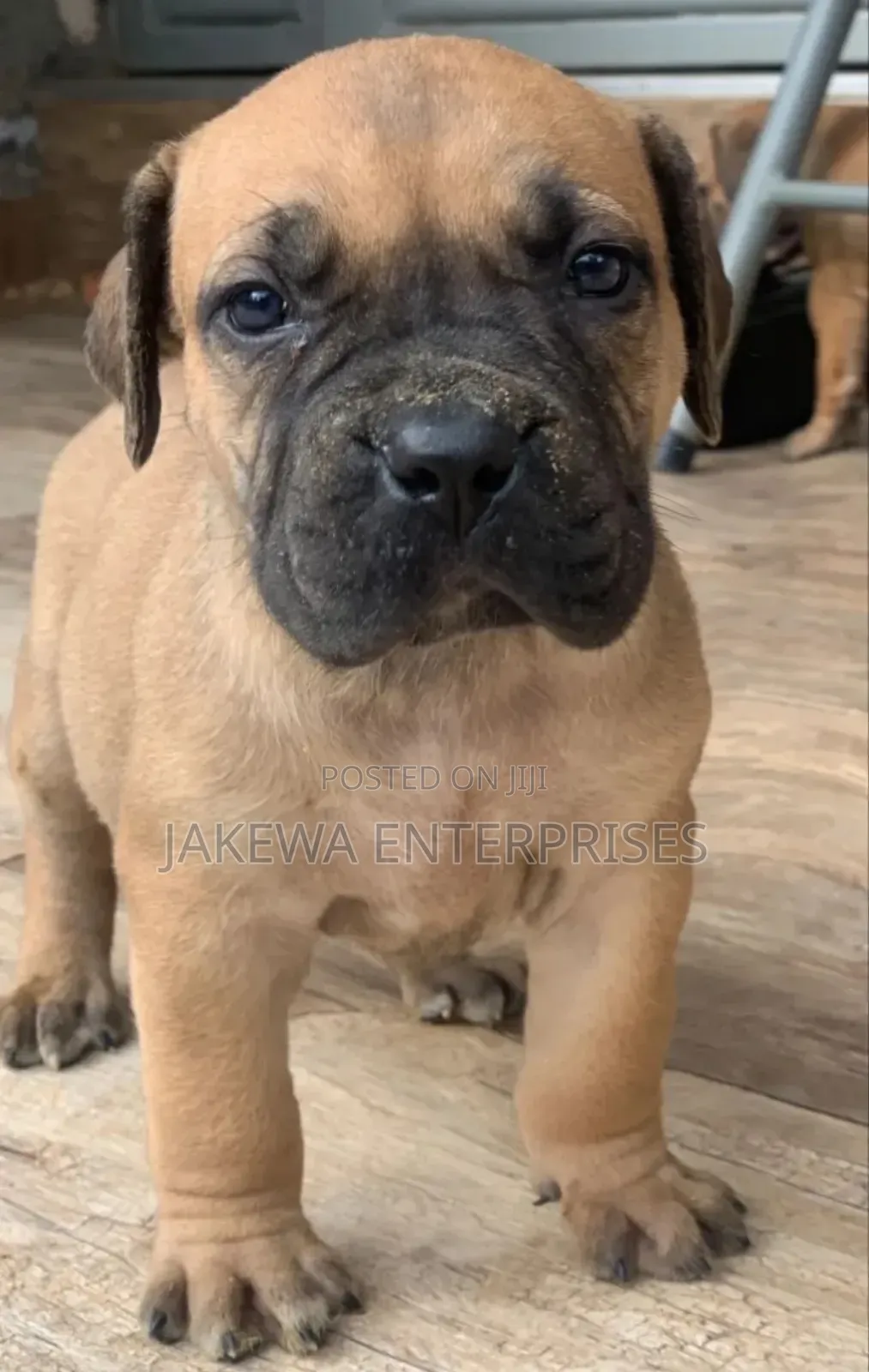 1-3 months Male Purebred Boerboel