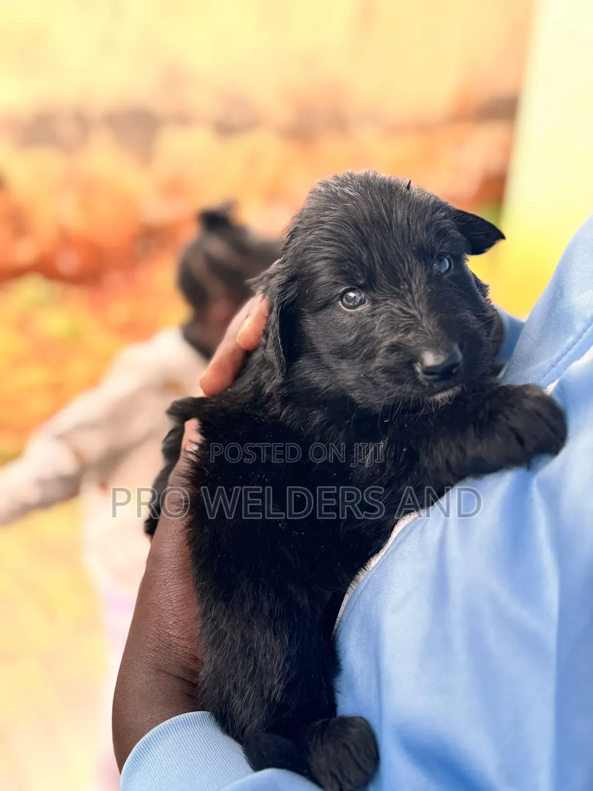 1-3 months Female Purebred German Shepherd