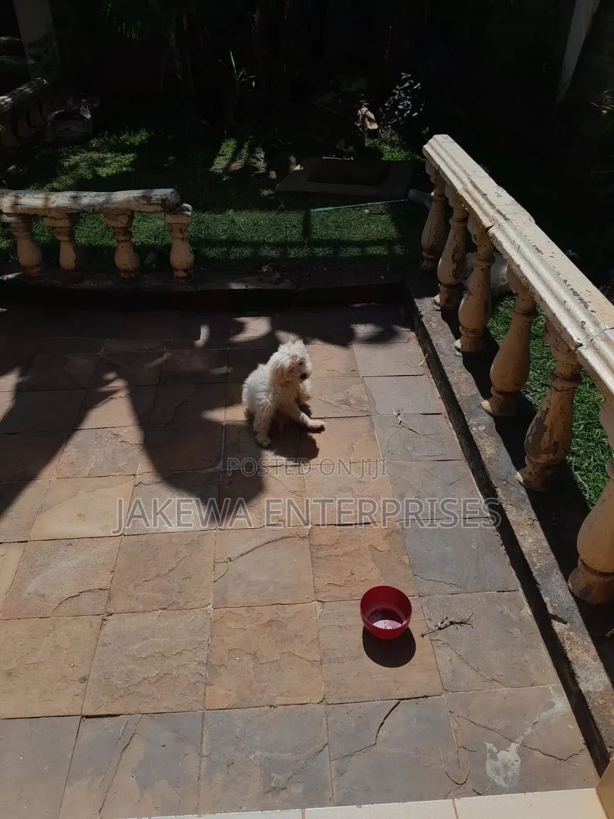 1-3 months Male Purebred Maltese
