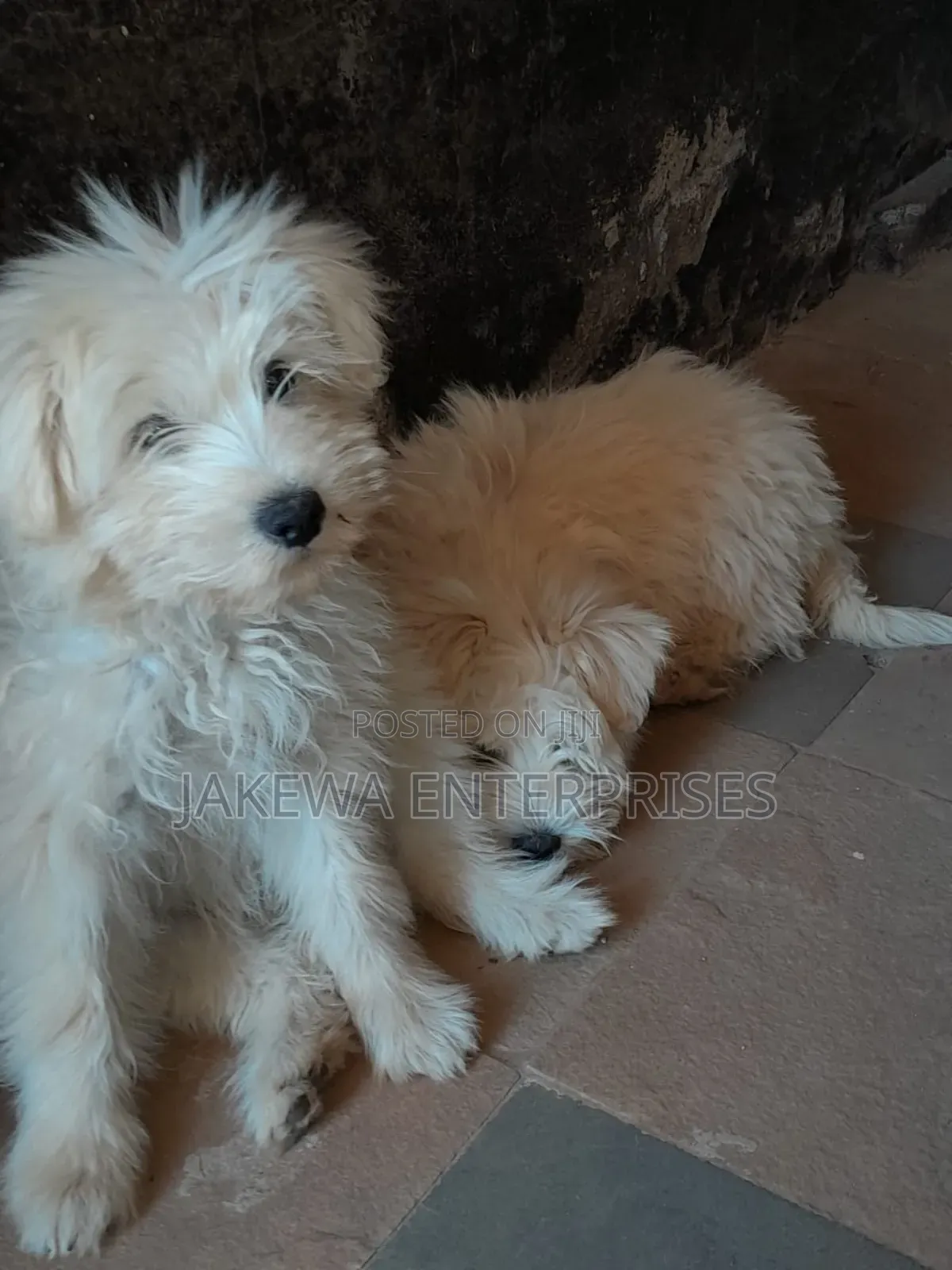 1-3 months Male Purebred Maltese
