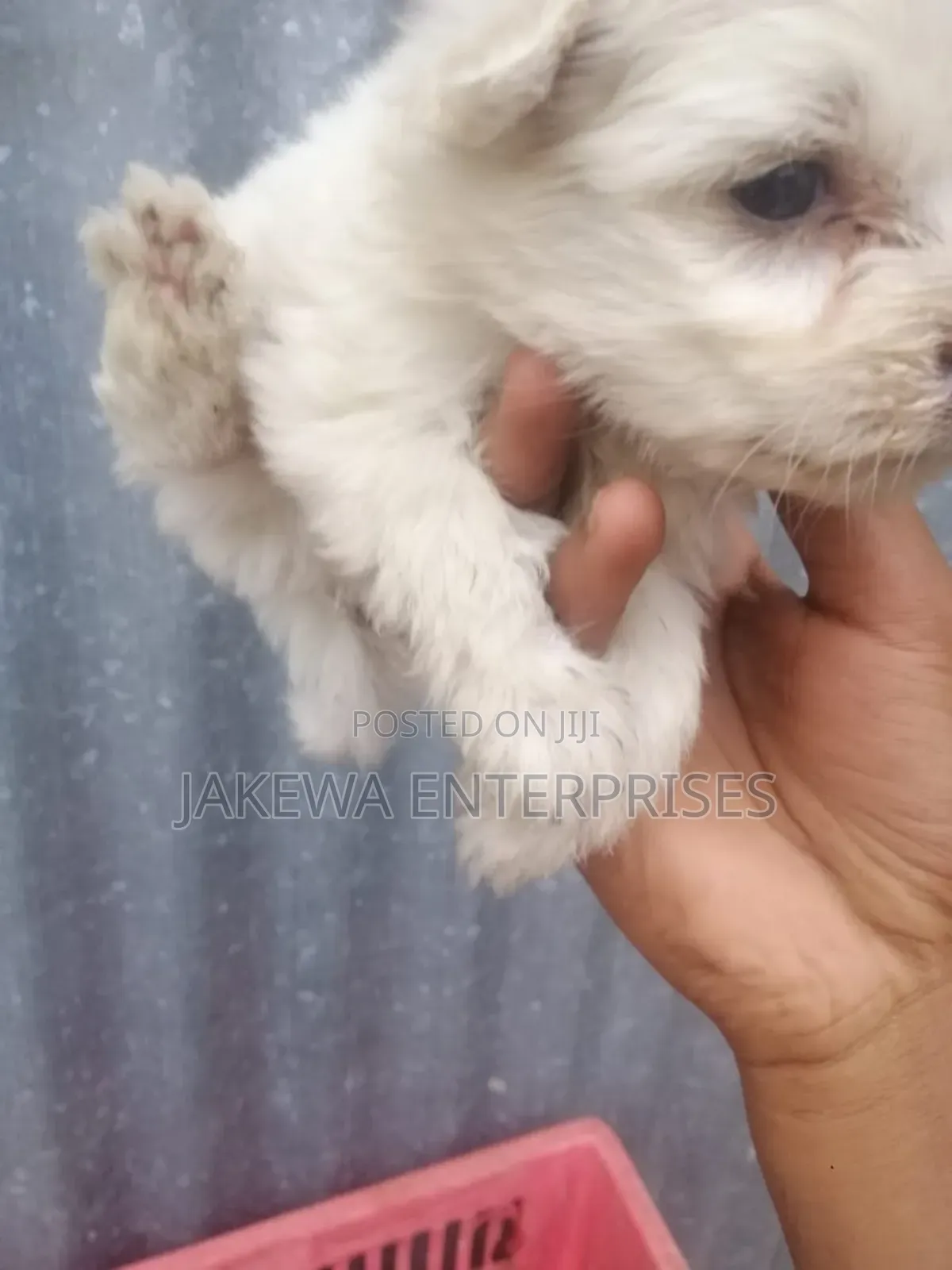 1-3 months Male Purebred Maltese