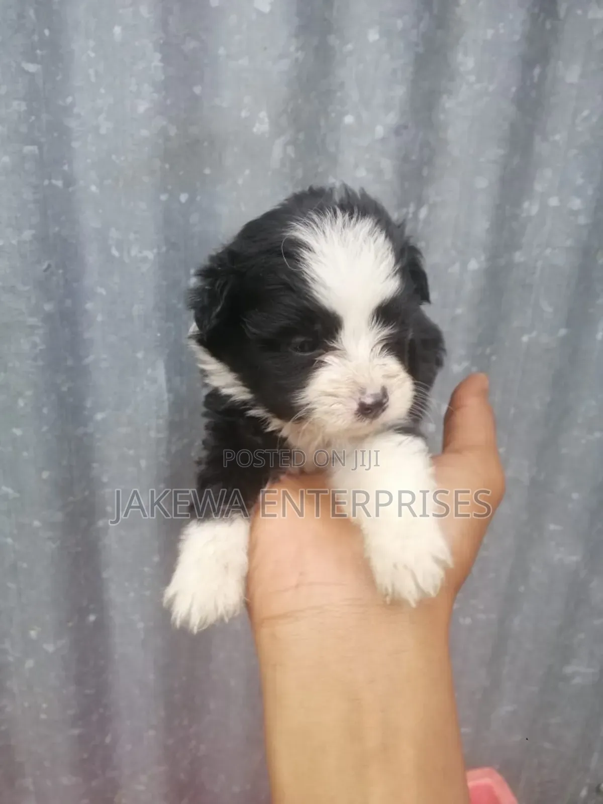1-3 months Female Purebred Maltese