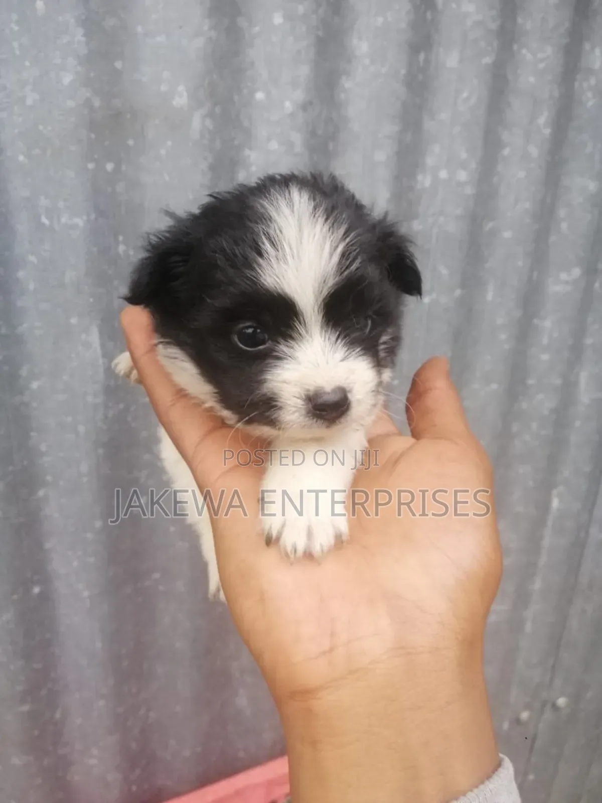 1-3 months Female Purebred Maltese