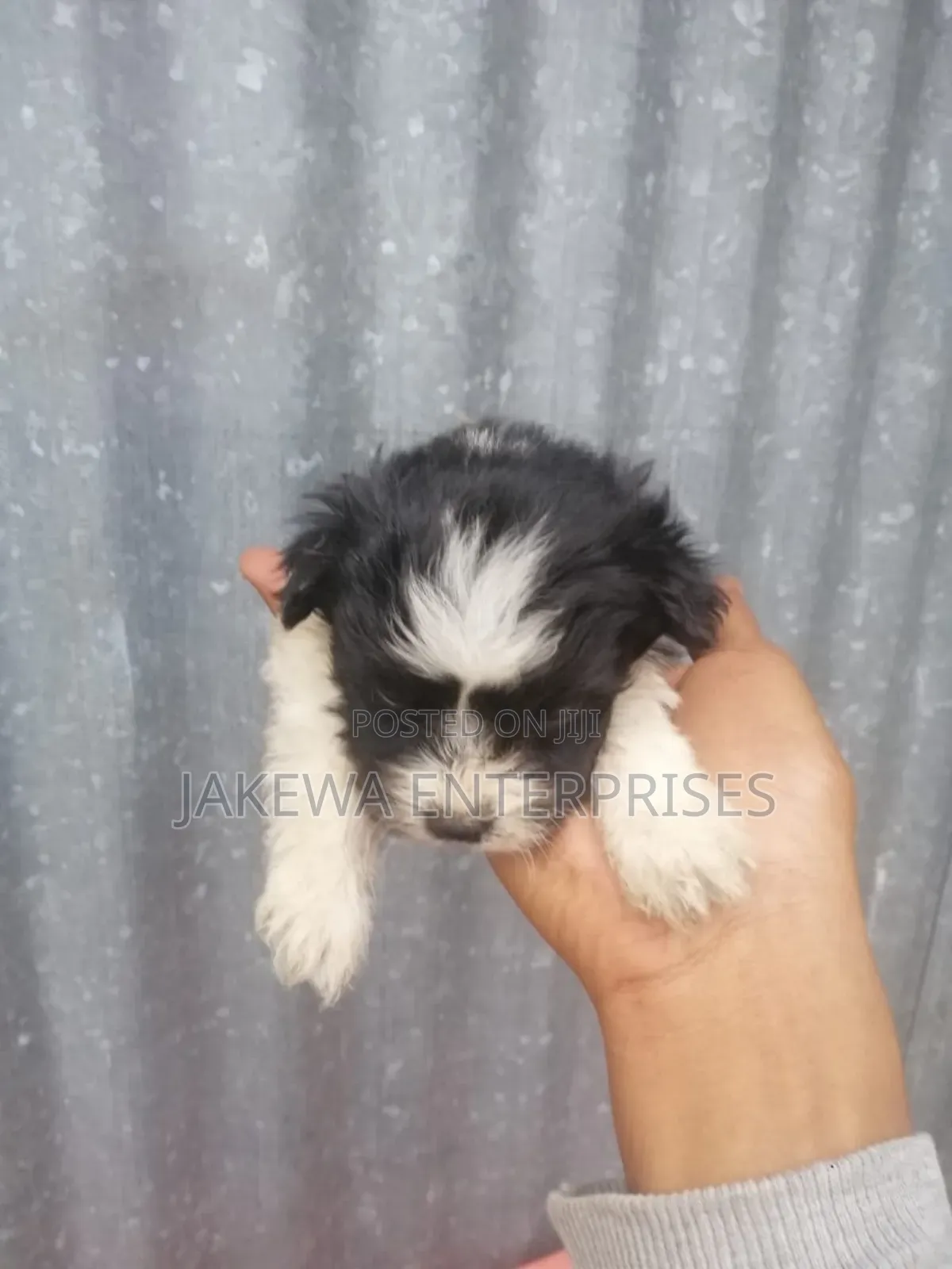 1-3 months Female Purebred Maltese