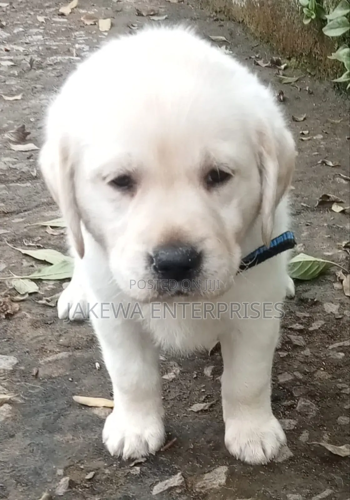 1-3 months Female Purebred Labrador Retriever