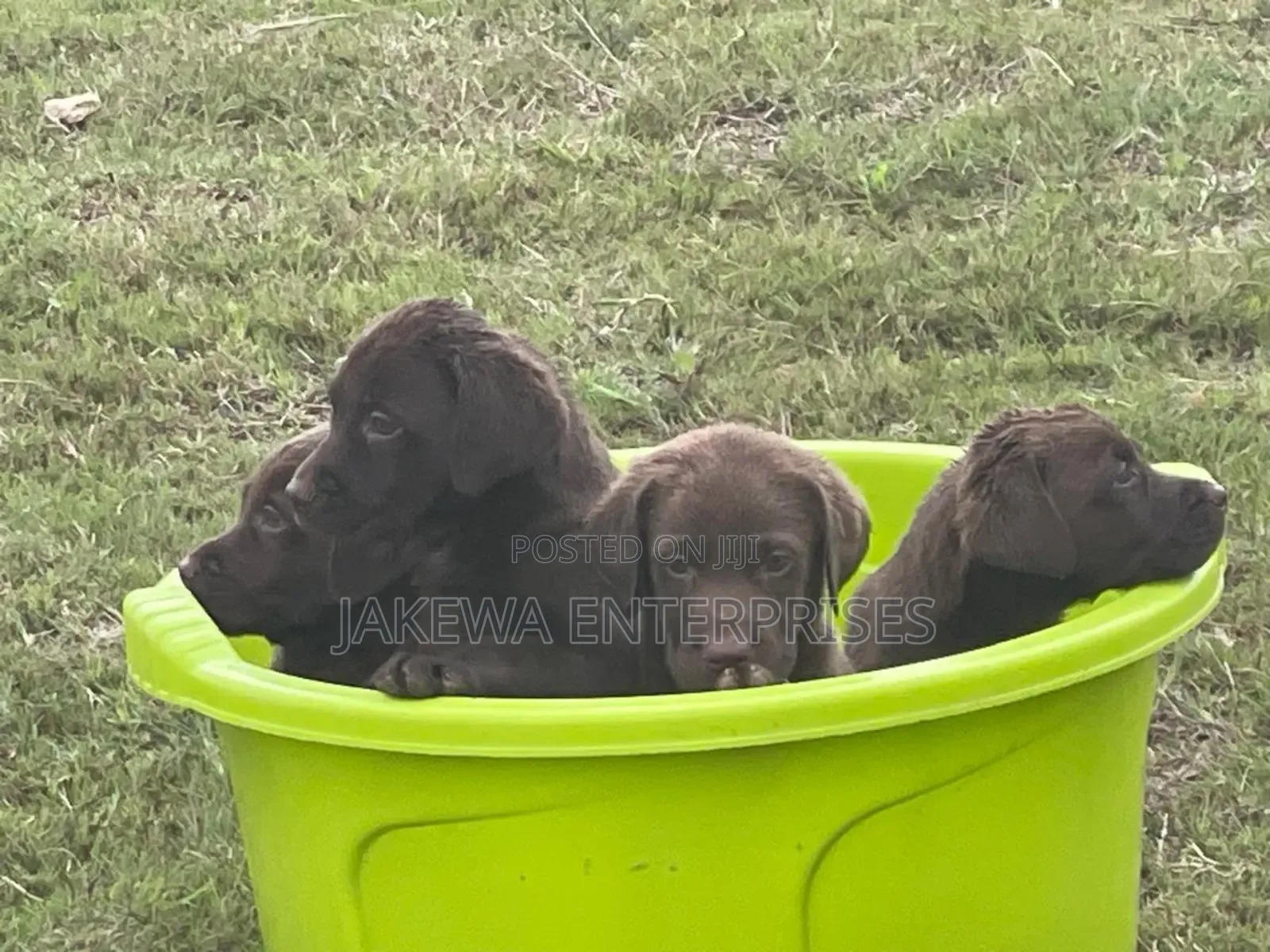 1-3 months Male Purebred Labrador Retriever