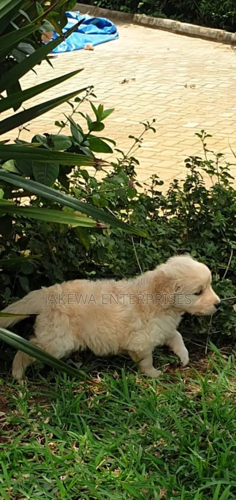 1-3 months Female Purebred Golden Retriever