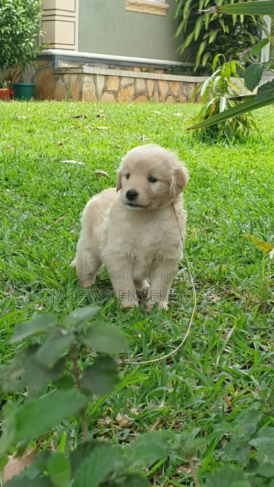 1-3 months Male Purebred Golden Retriever