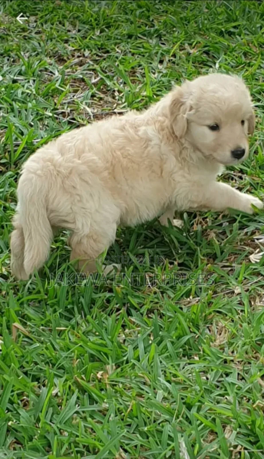 1-3 months Female Purebred Golden Retriever