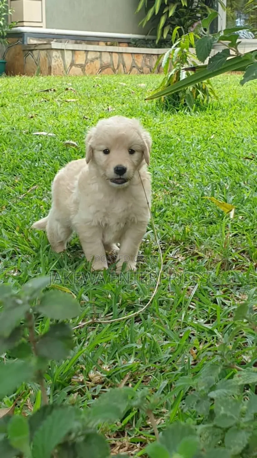 1-3 months Male Purebred Golden Retriever
