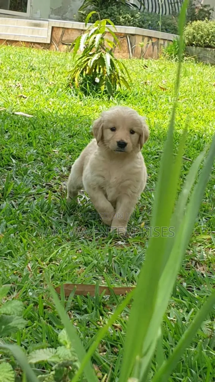 1-3 months Male Purebred Golden Retriever