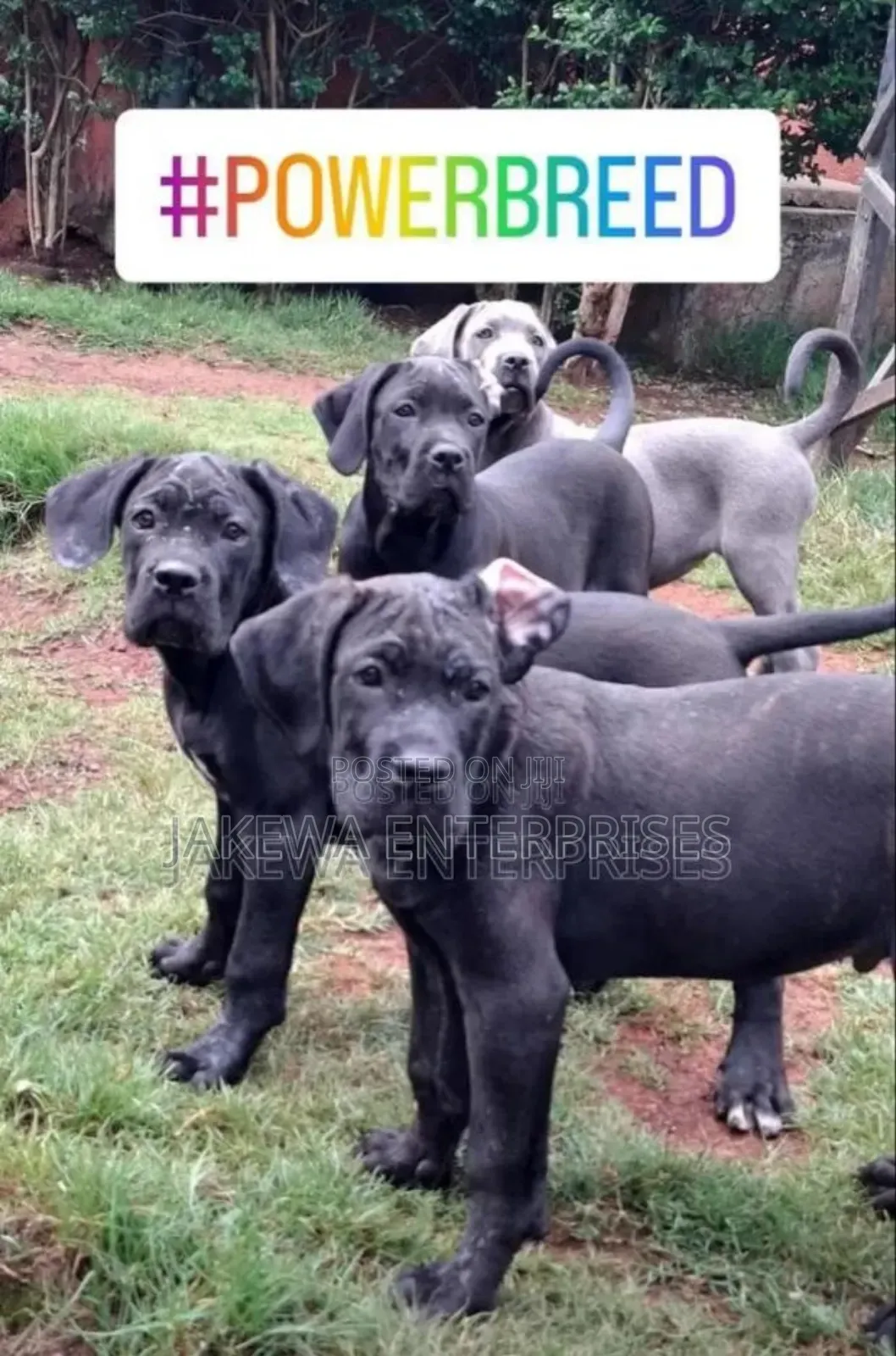 1-3 months Male Purebred Cane Corso