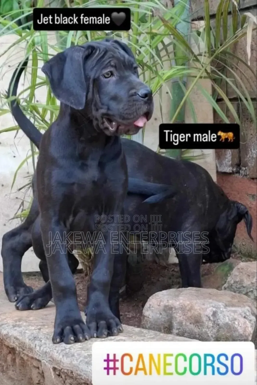 1-3 months Female Purebred Cane Corso