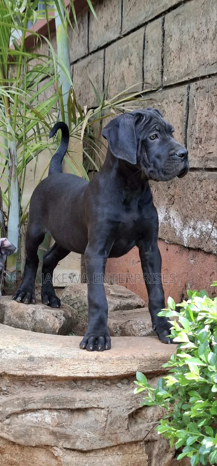 1-3 months Female Purebred Cane Corso