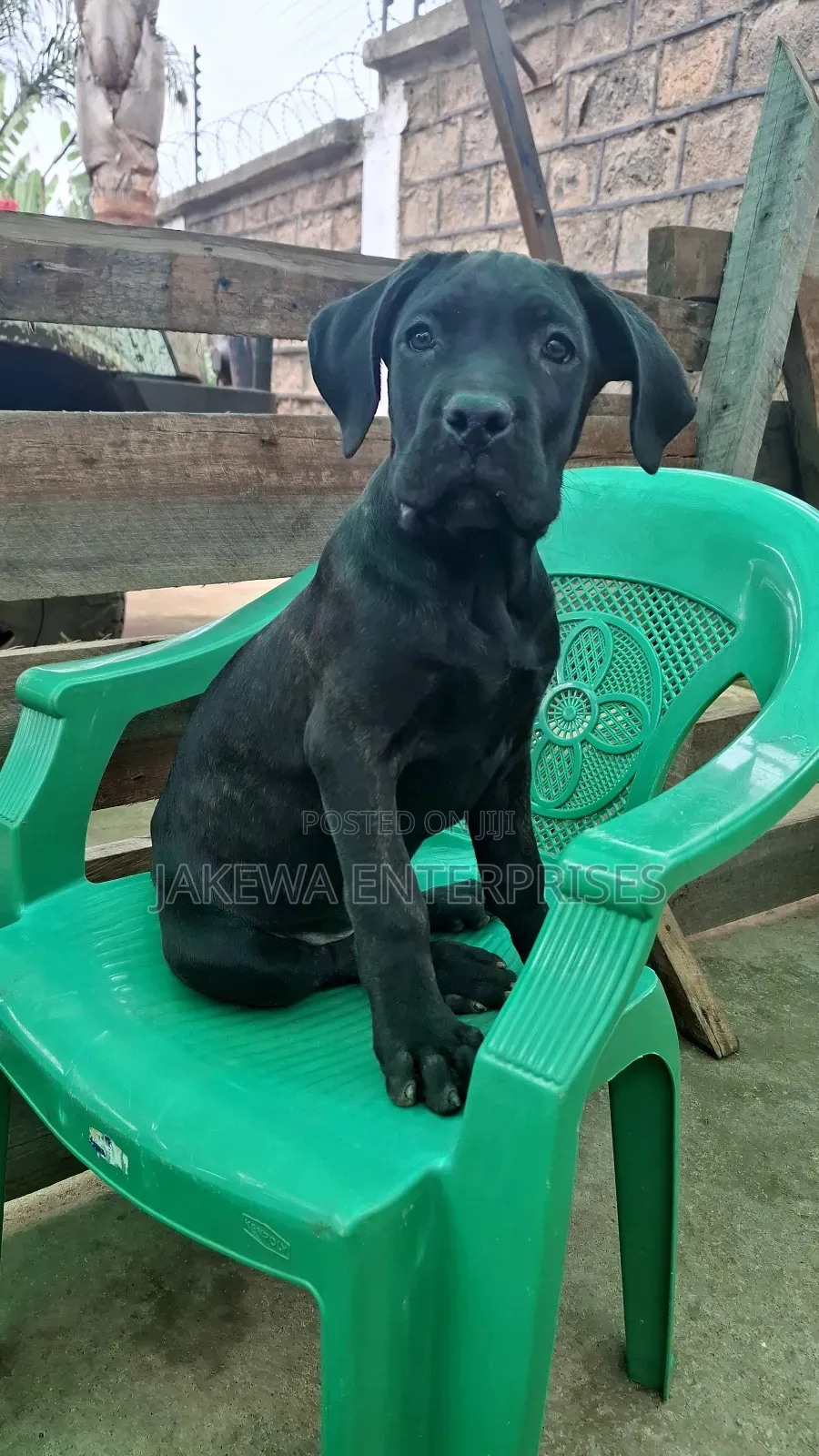 1-3 months Female Purebred Cane Corso