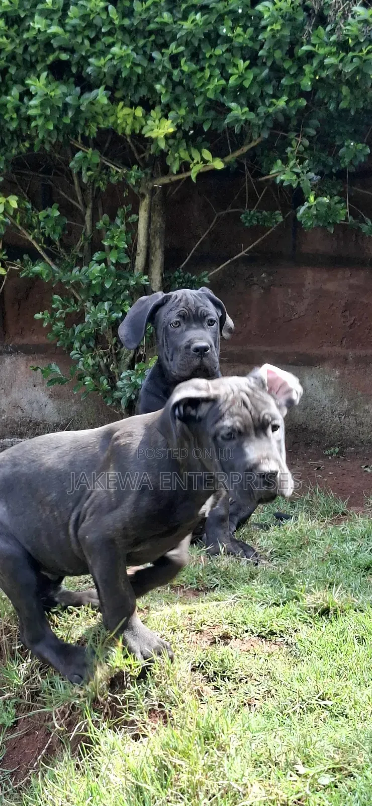 1-3 months Male Purebred Cane Corso