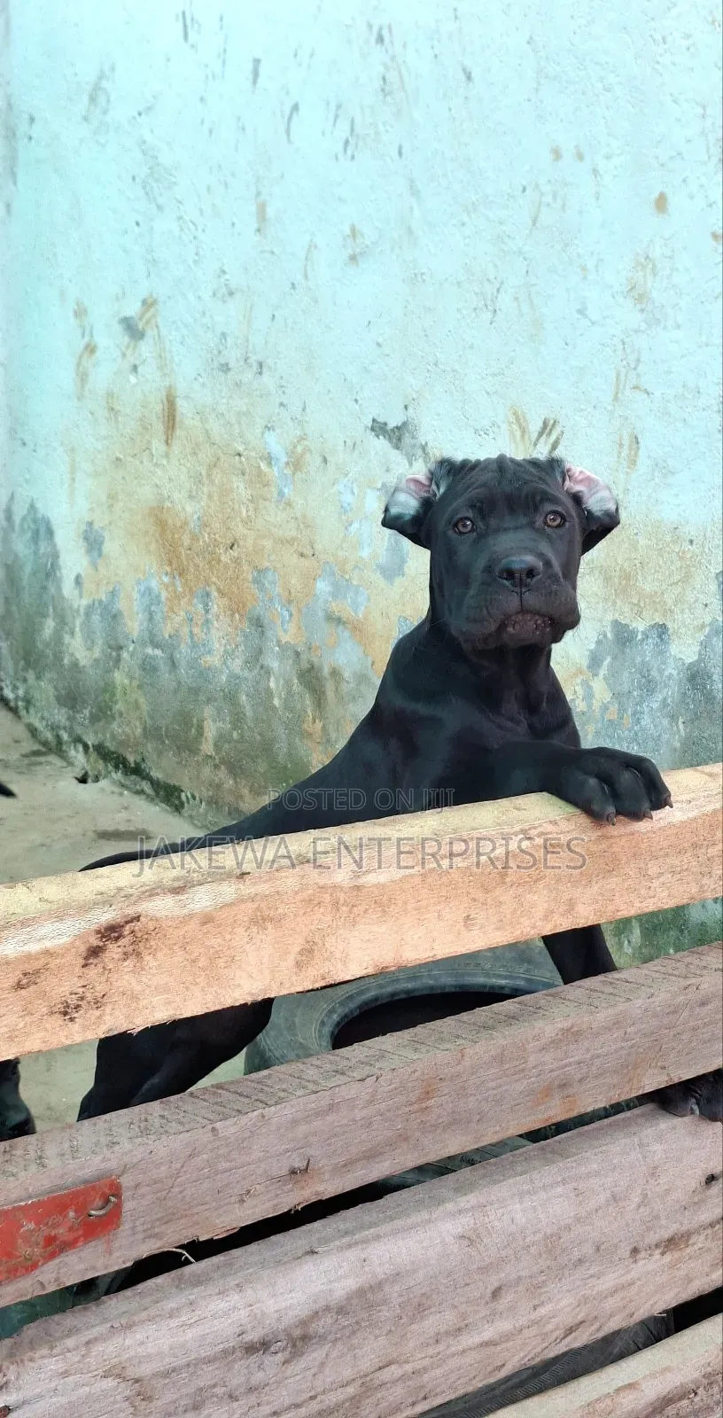 1-3 months Male Purebred Cane Corso