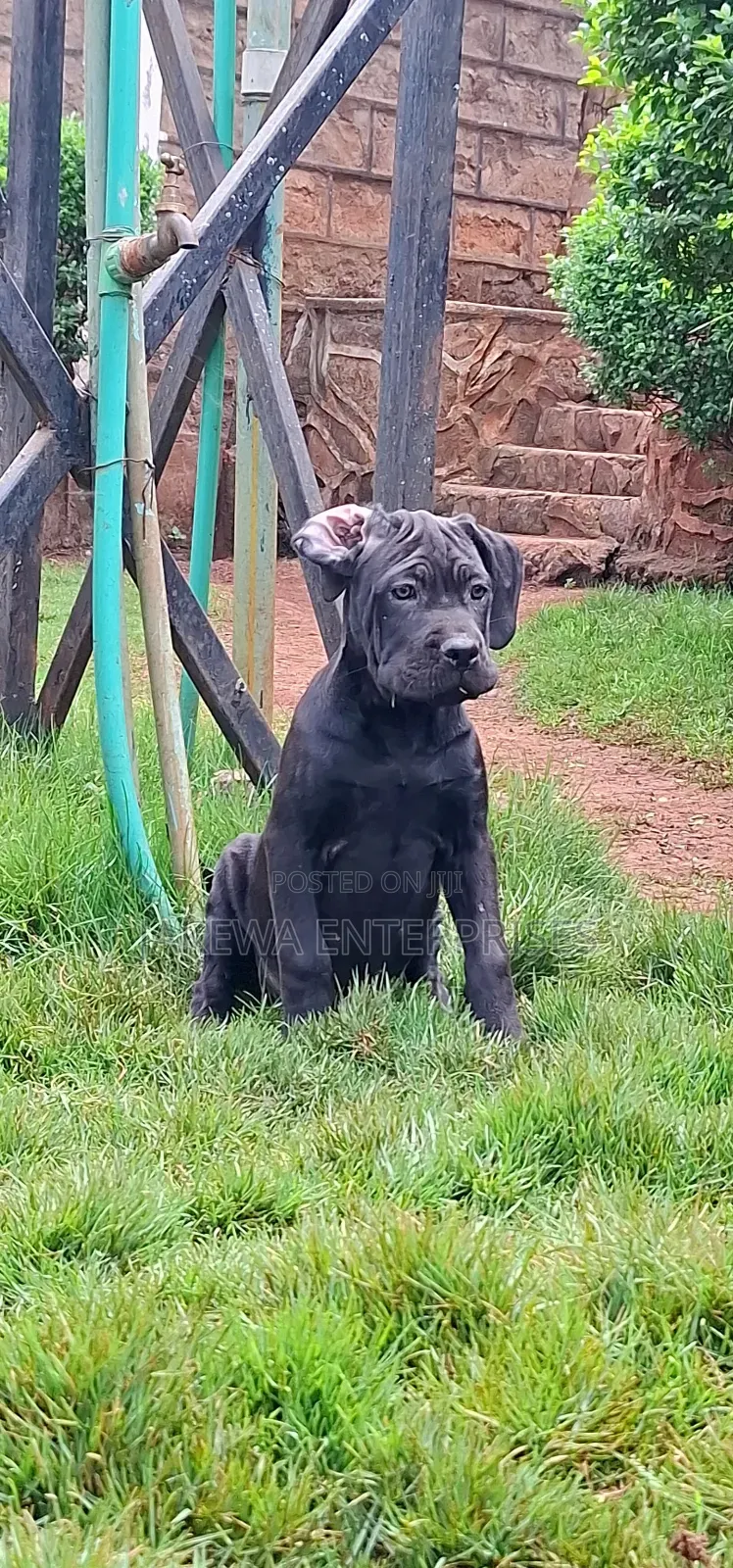 1-3 months Female Purebred Cane Corso