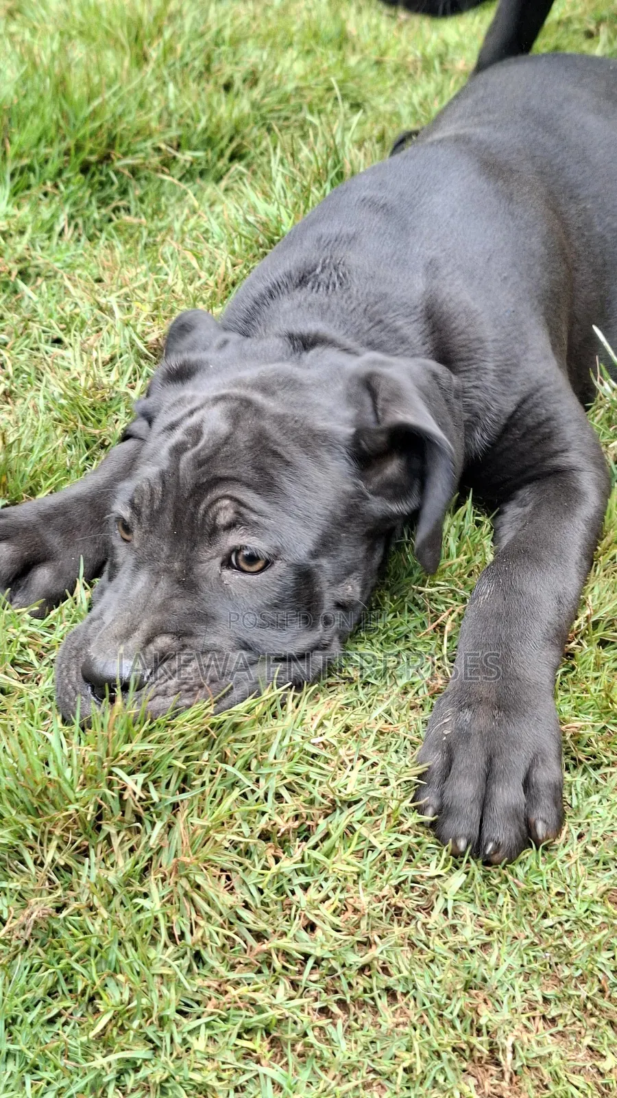1-3 months Male Purebred Cane Corso