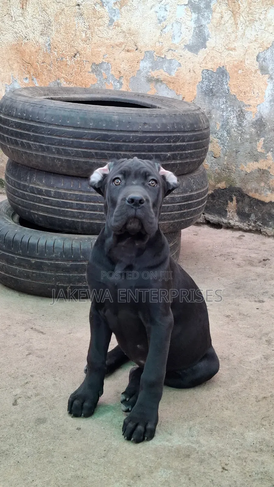 1-3 months Female Purebred Cane Corso