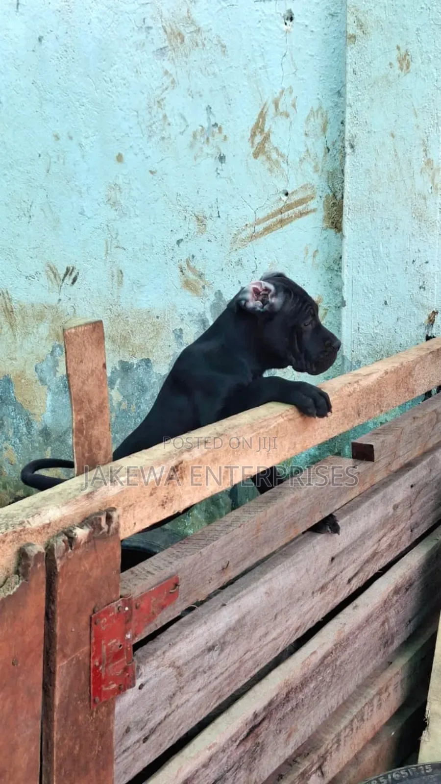 1-3 months Female Purebred Cane Corso
