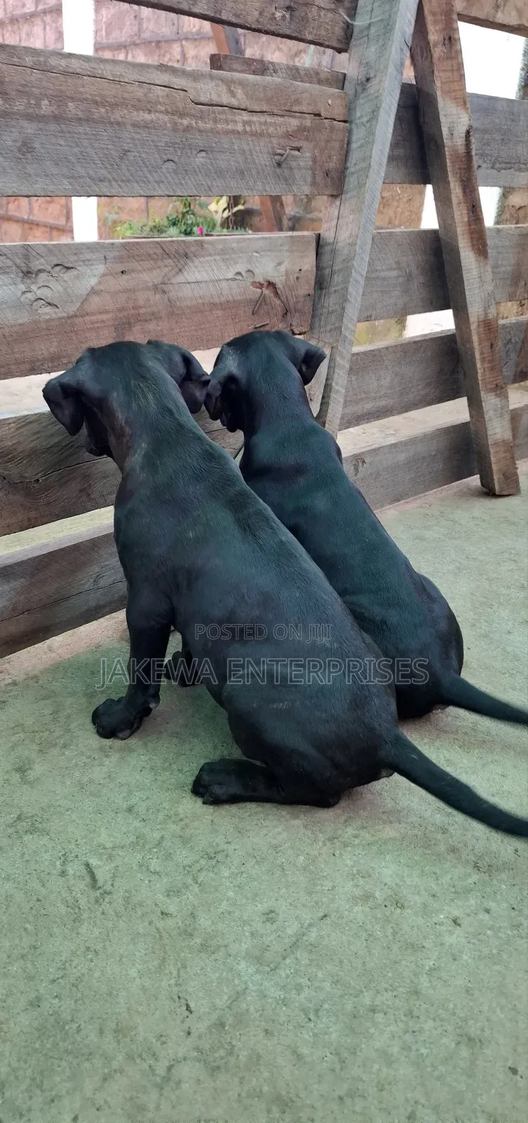 1-3 months Male Purebred Cane Corso