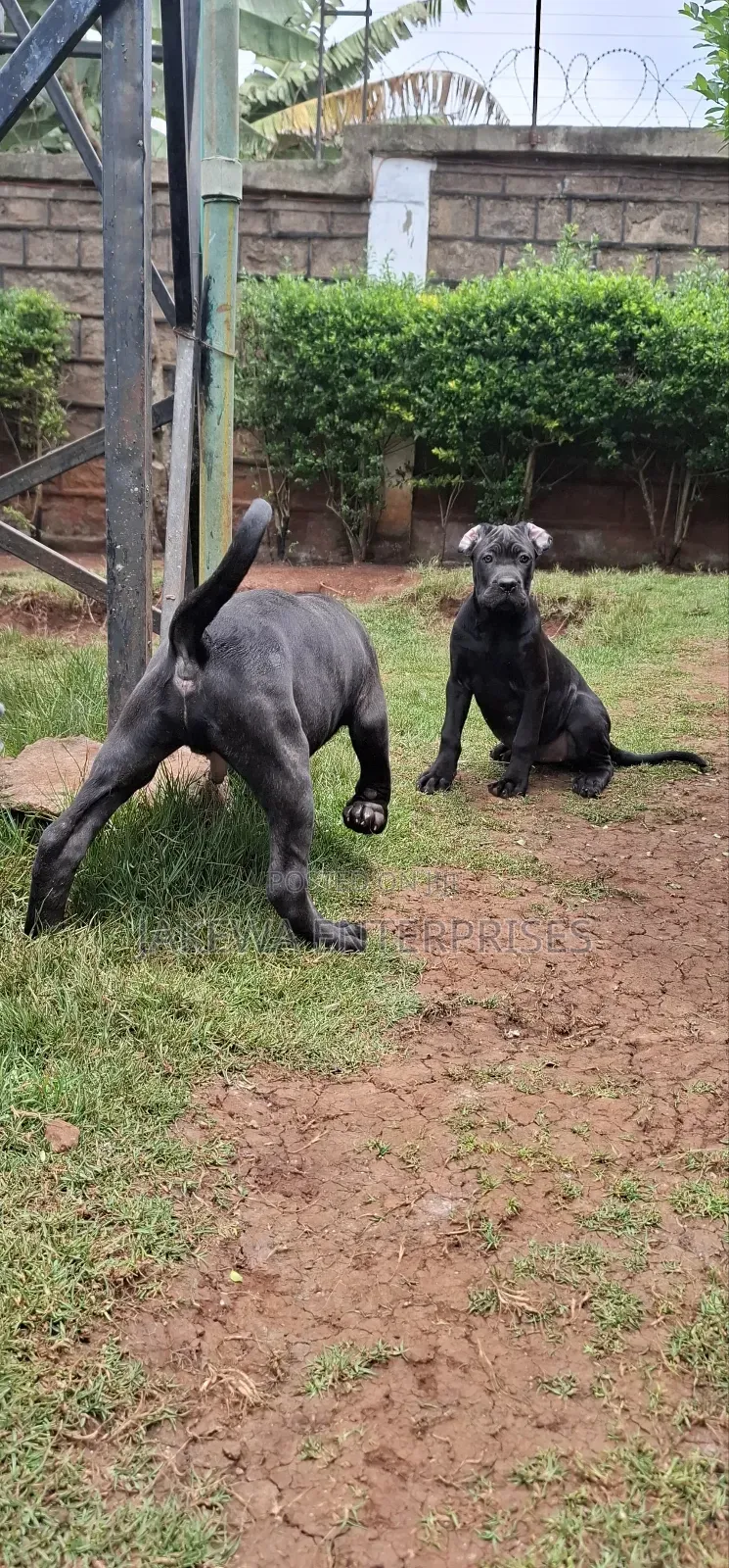 1-3 months Female Purebred Cane Corso