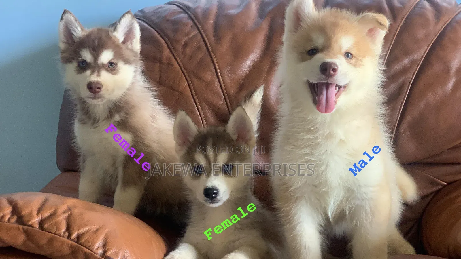 1-3 months Male Purebred Siberian Husky