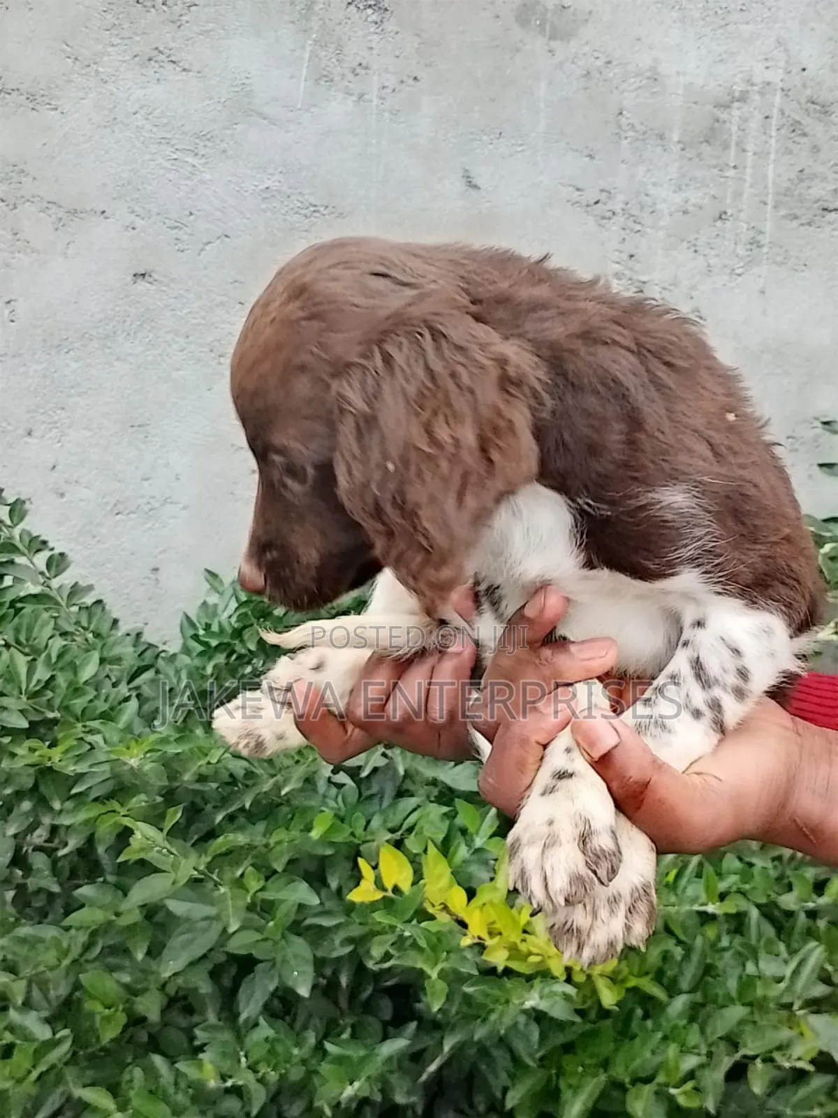1-3 months Male Purebred English Springer Spaniel
