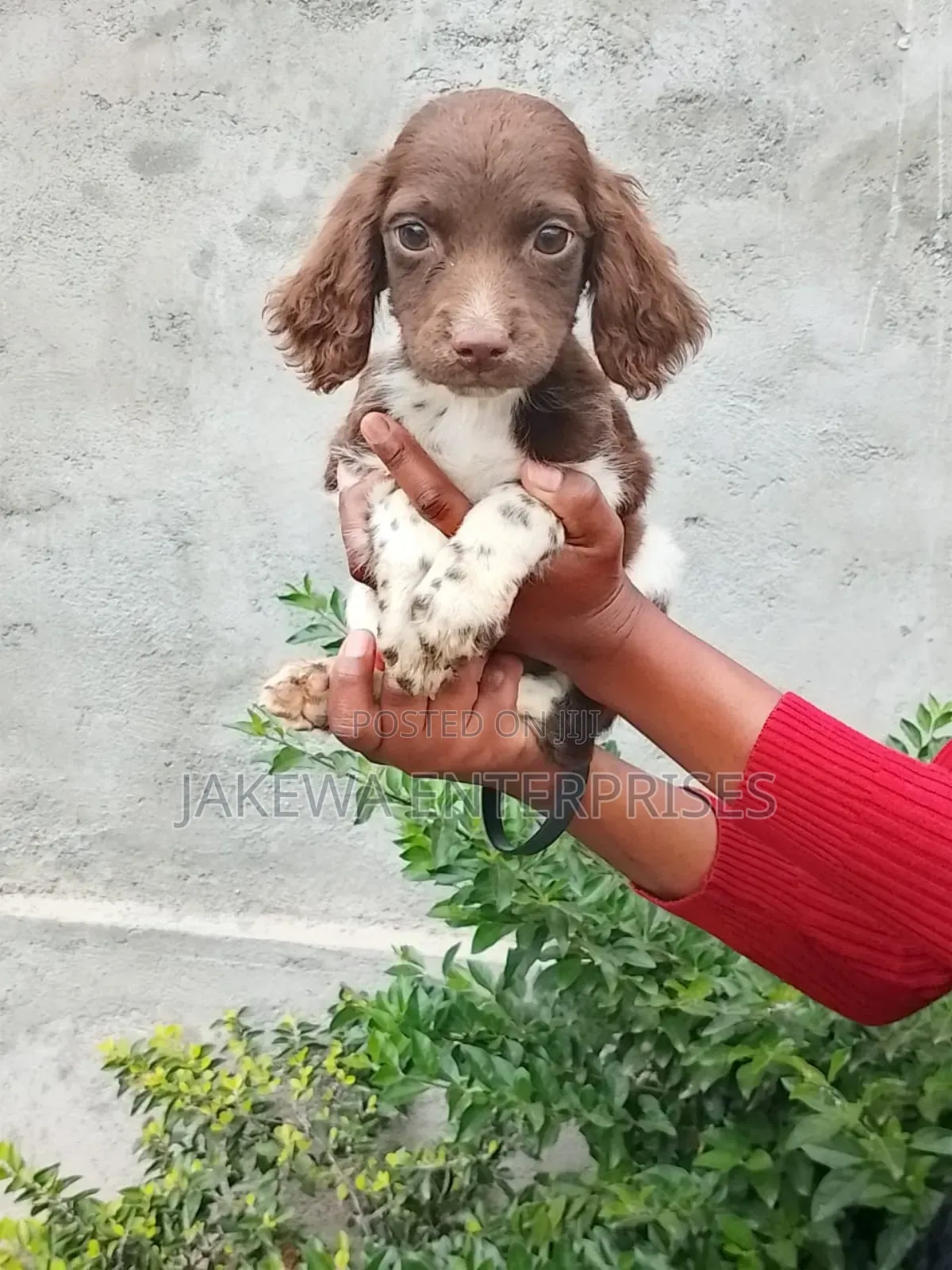 1-3 months Female Purebred English Springer Spaniel