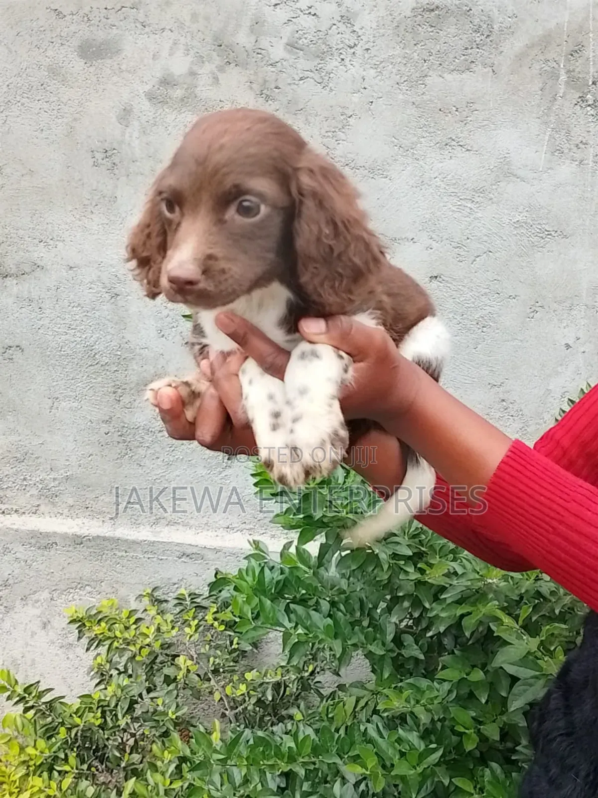 1-3 months Female Purebred English Springer Spaniel