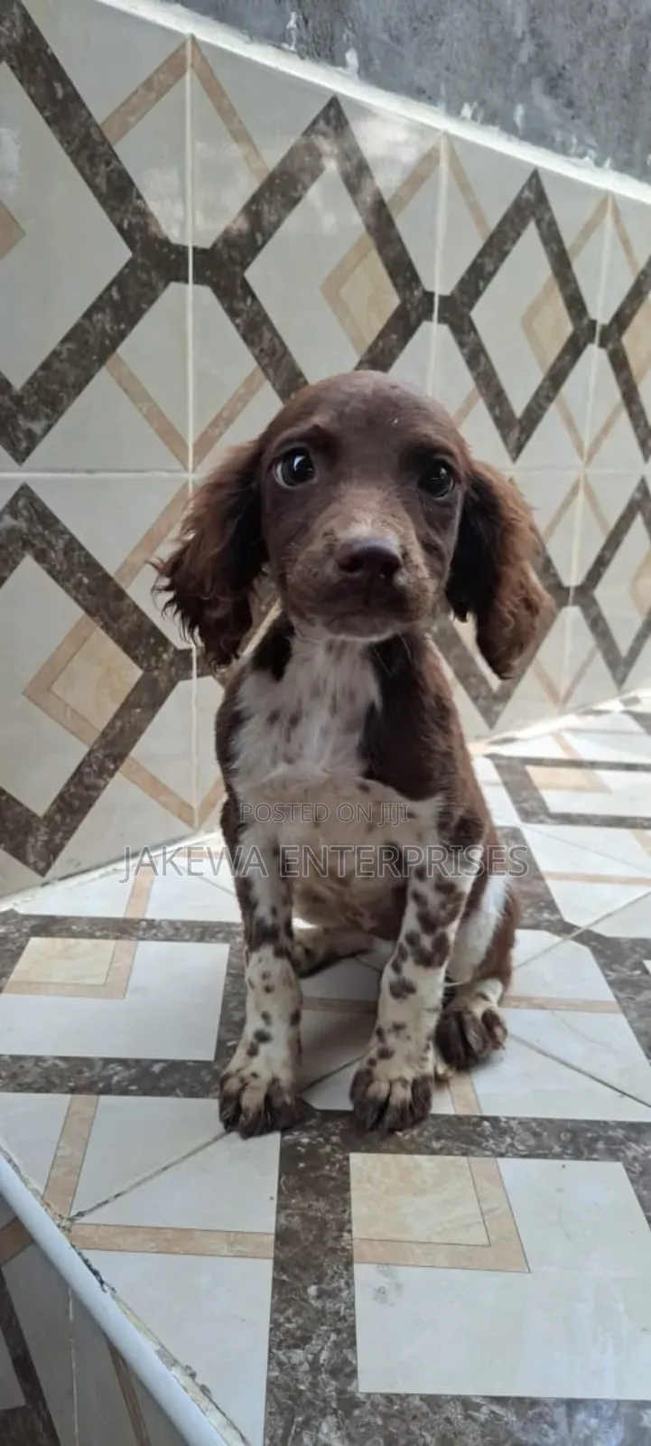 1-3 months Male Purebred English Springer Spaniel