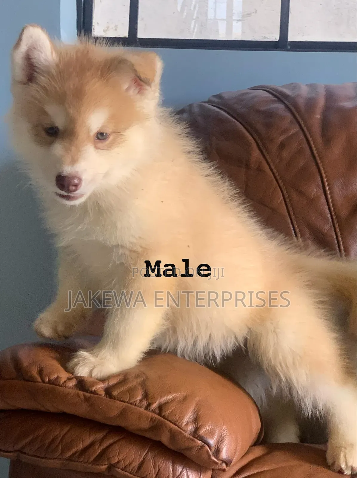 1-3 months Male Purebred Siberian Husky