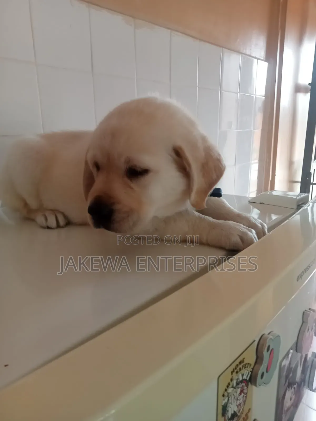 1-3 months Female Purebred Labrador Retriever