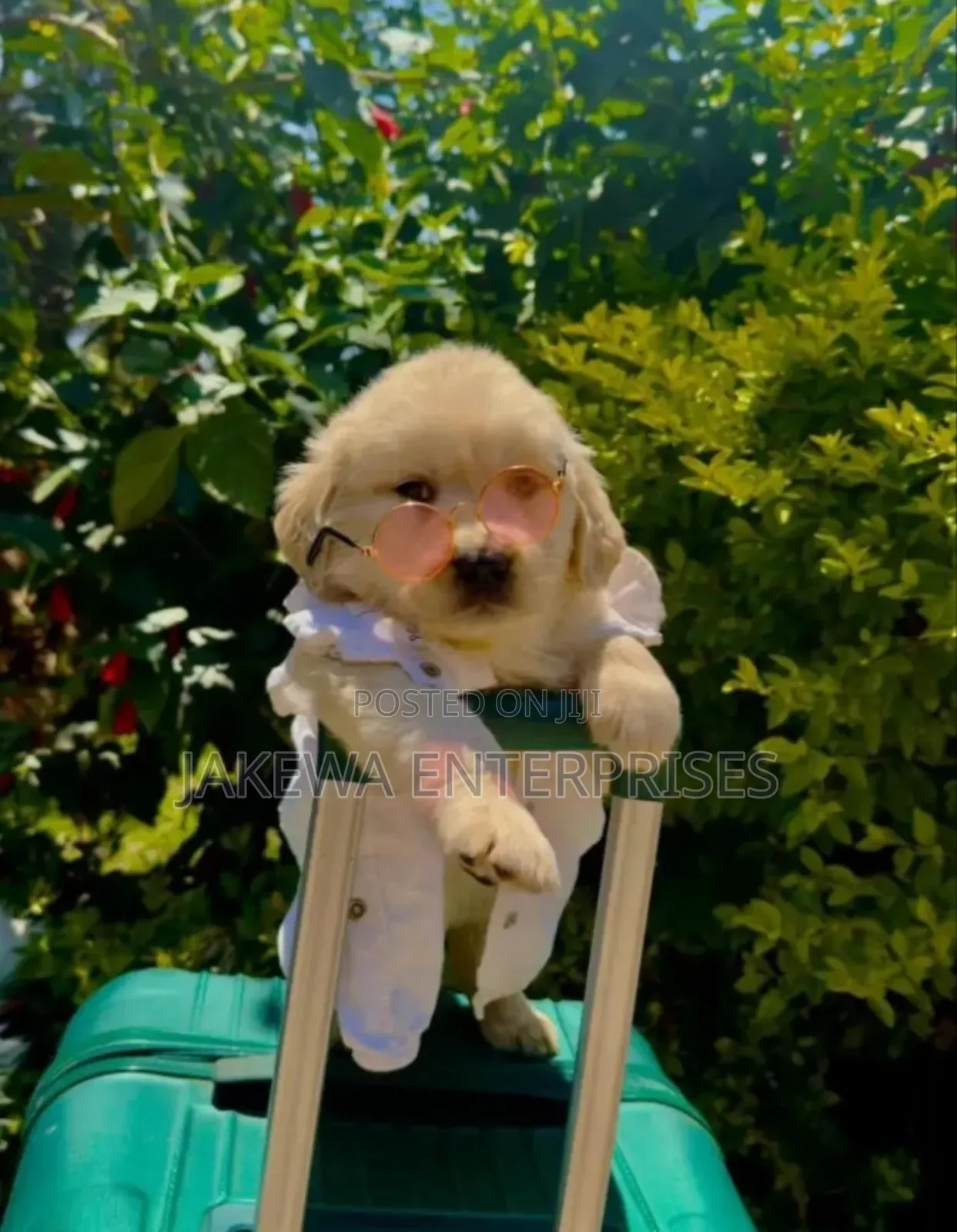 1-3 months Male Purebred Golden Retriever