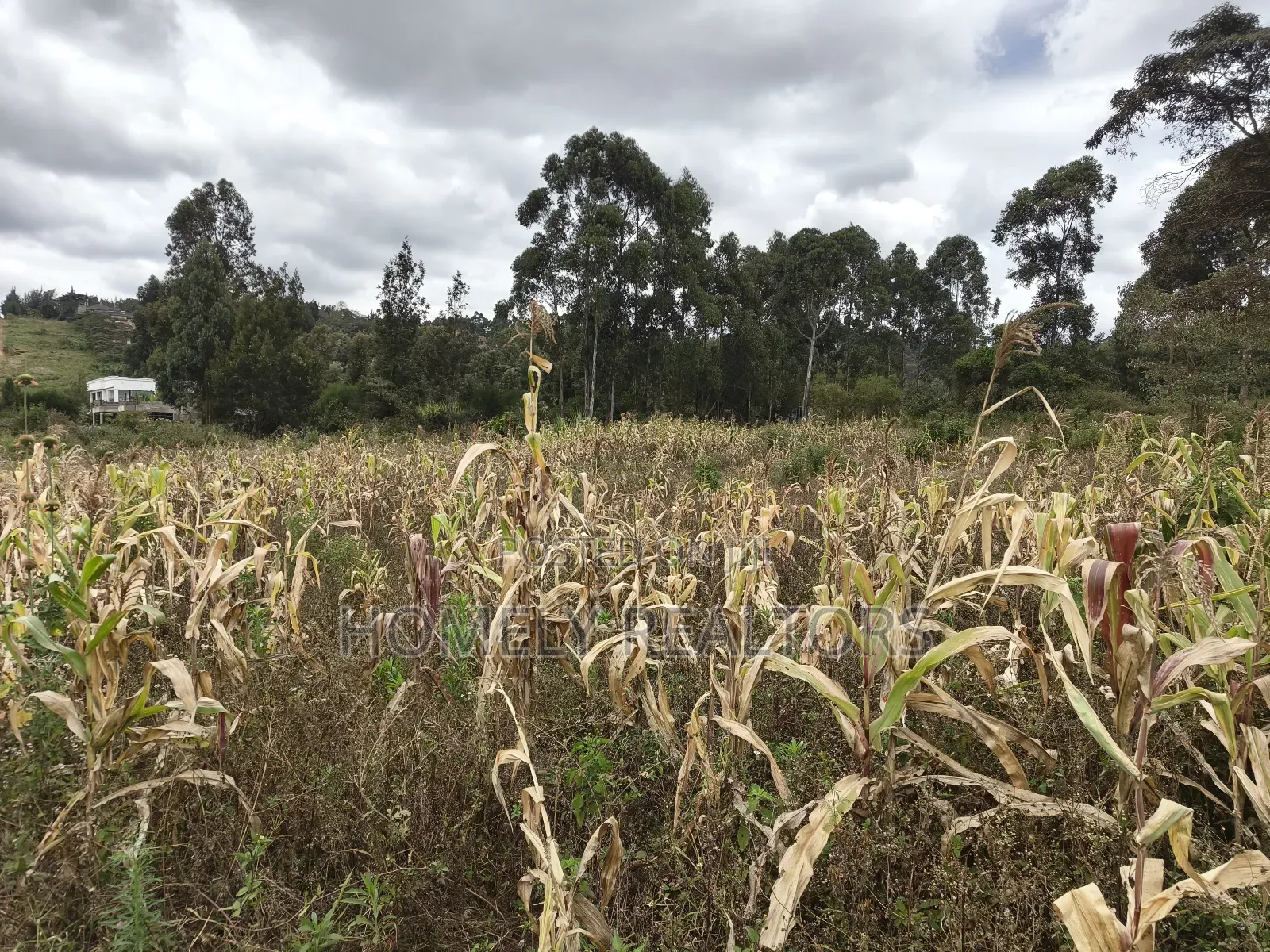 Half Acre Plot on Sale in Ngong, Along Maragara Road. Red Soil Land.