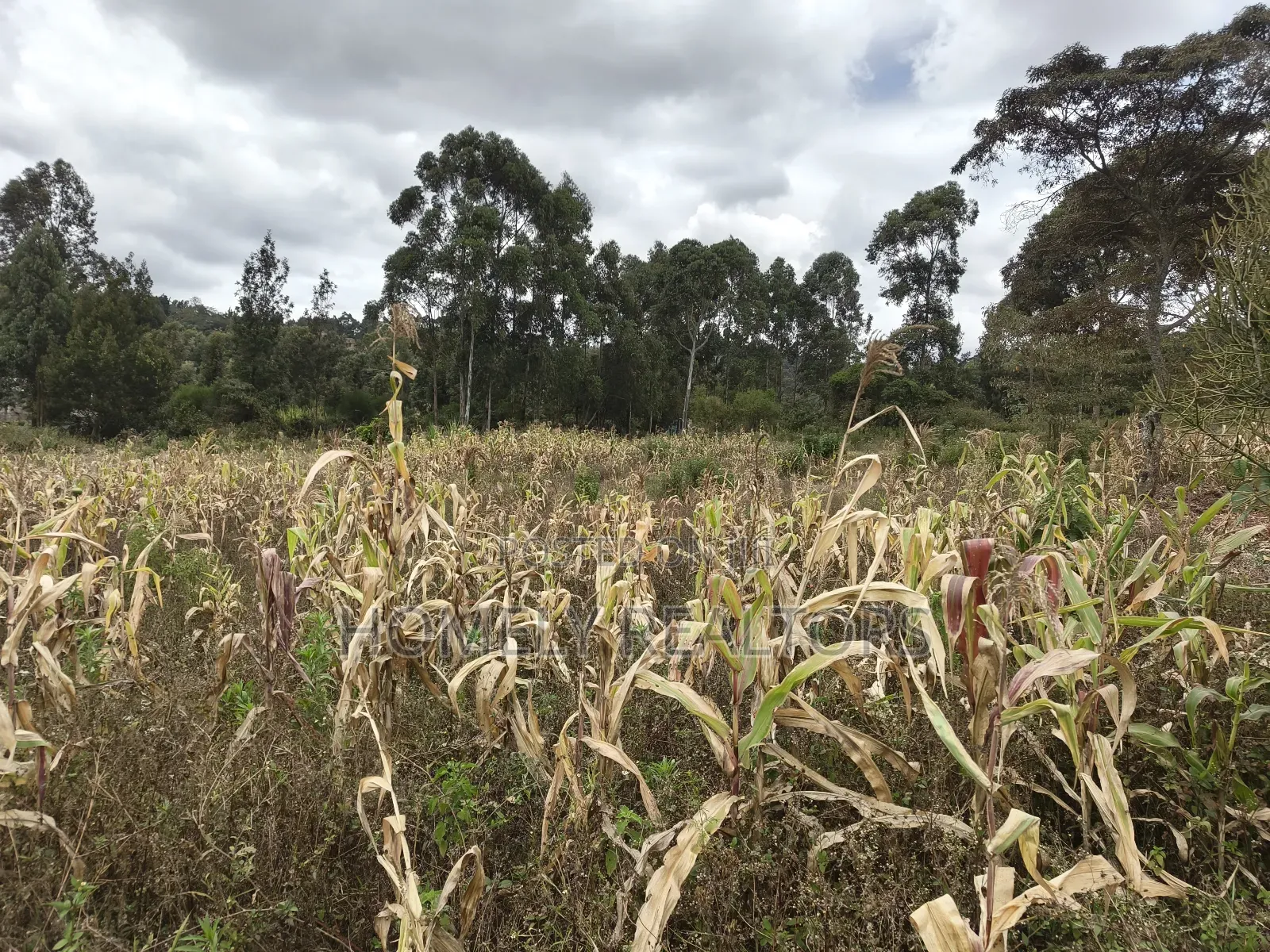 Half Acre Plot on Sale in Ngong, Along Maragara Road. Red Soil Land.
