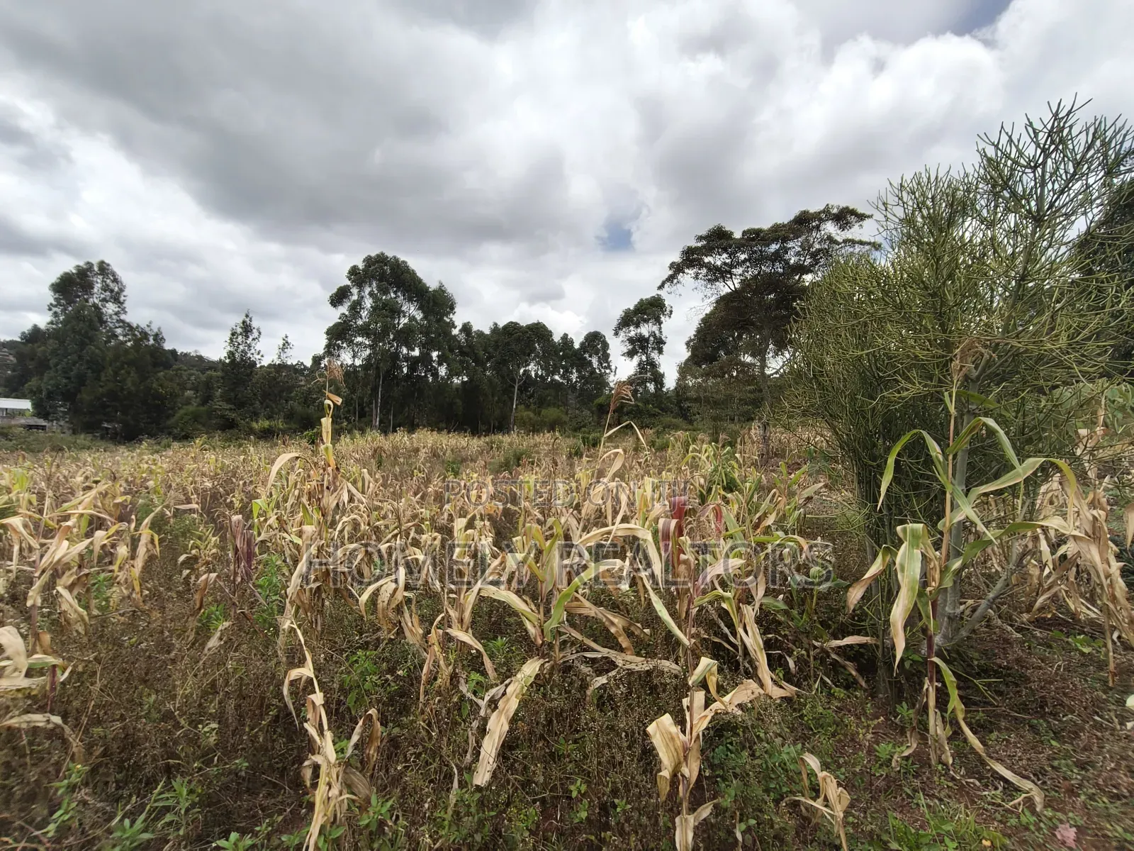 Half Acre Plot on Sale in Ngong, Along Maragara Road. Red Soil Land.