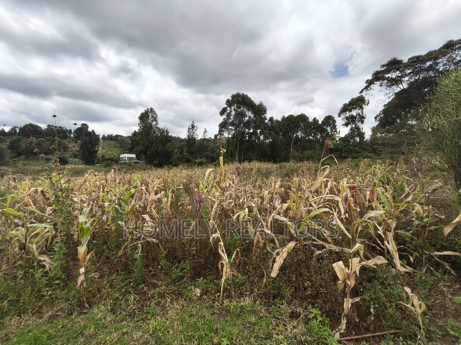 Half Acre Plot on Sale in Ngong, Along Maragara Road. Red Soil Land.