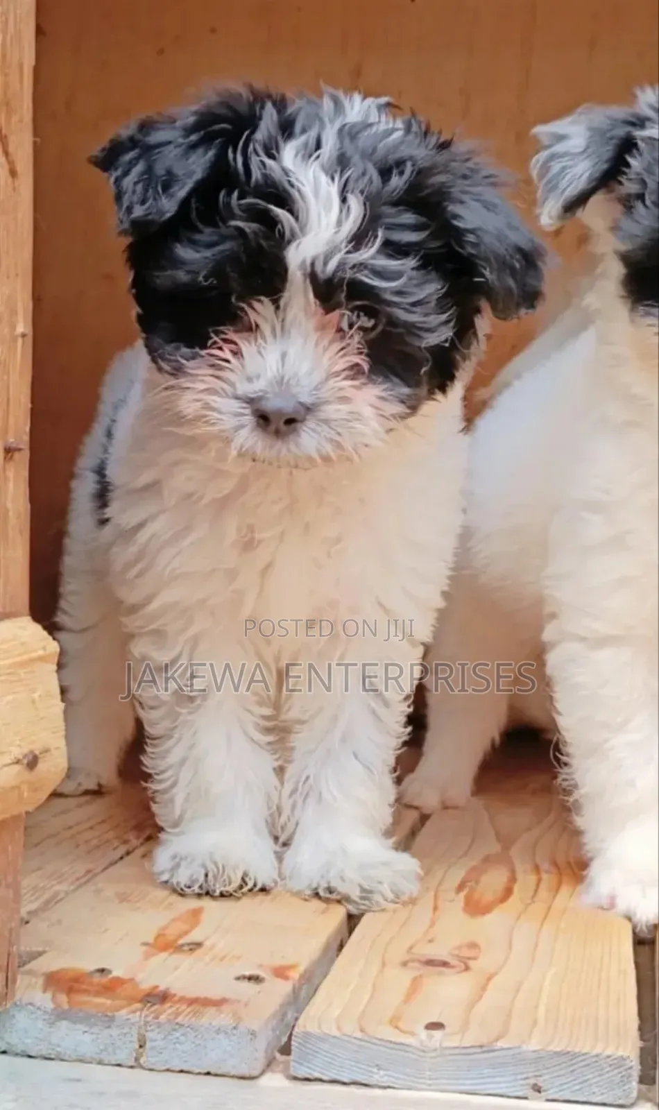 1-3 months Male Purebred Havanese