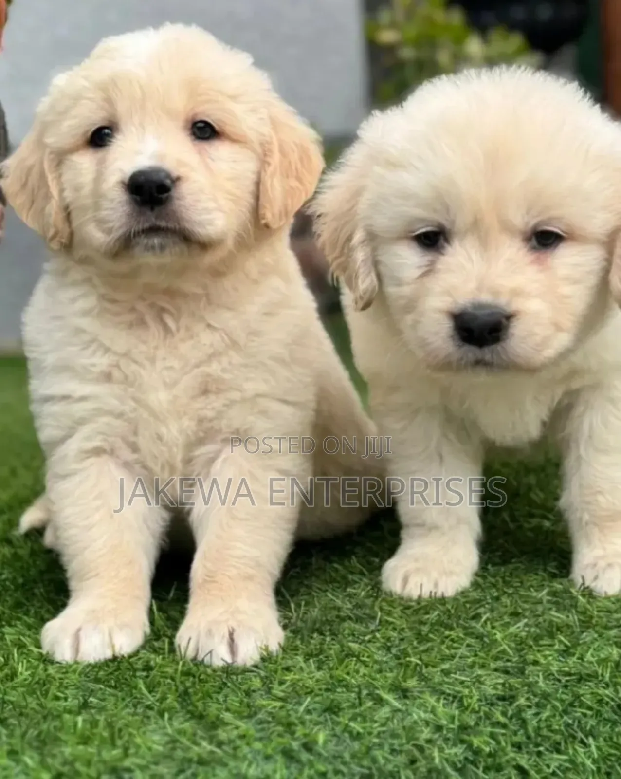 1-3 months Male Purebred Golden Retriever