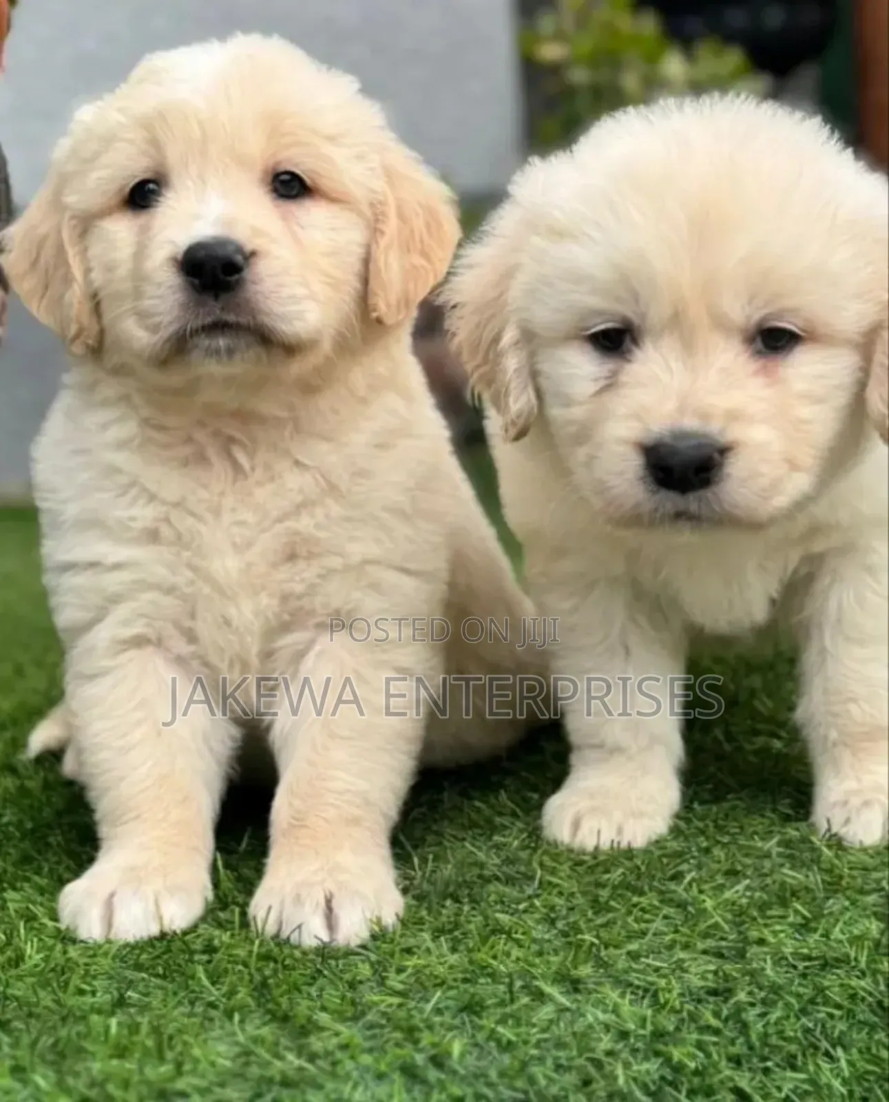 1-3 months Female Purebred Golden Retriever